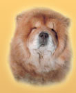 Chow-chow kennel